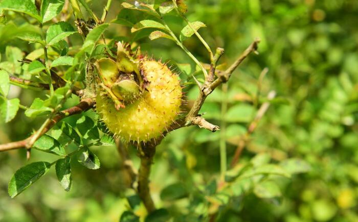 用自動(dòng)氣象站幫助刺梨種植業(yè)